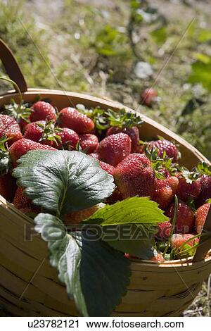 Basket full of fresh strawberries View Large Photo Image Stock Image - Basket full of fresh strawberries. Fotosearch