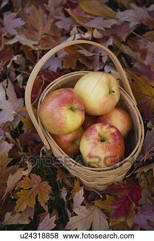 Stock Photo - Basket of apples on pile of autumn leaves. Fotosearch