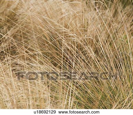 beach grass scene View Large Photo Image Stock Photo - beach grass scene. Fotosearch