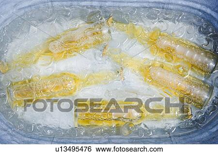 Beer bottles in bucket of ice View Large Photo Image Stock Photograph - Beer bottles in bucket of ice. Fotosearch