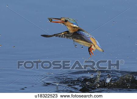 Bird emerging from water View Large Photo Image Stock Image - Bird emerging from water. Fotosearch