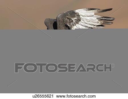 Stock Image - Bird in flight. Fotosearch