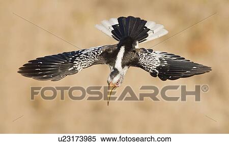 Stock Photography - Bird in flight. Fotosearch