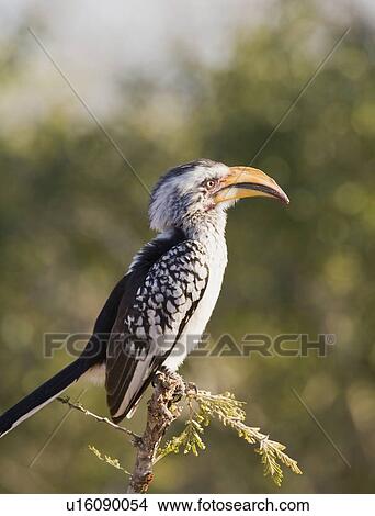 Bird perched on tree branch View Large Photo Image Picture - Bird perched on tree branch. Fotosearch