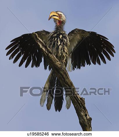 Stock Photograph - Bird spreading wings. Fotosearch