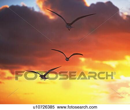 Stock Photography - birds in the sunrise/sunset. Fotosearch