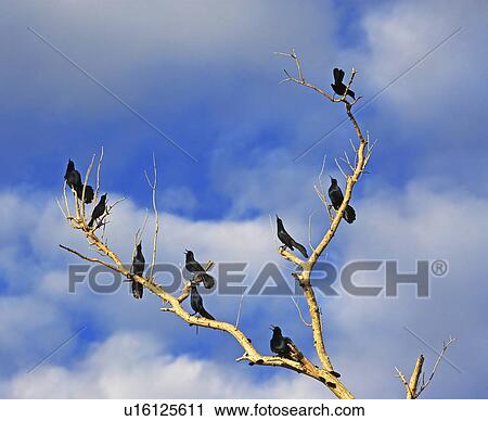 birds on old tree branches View Large Photo Image Stock Image - birds on old tree branches. Fotosearch