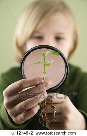 Stock Image - Boy examining plant through magnifying glass. Fotosearch