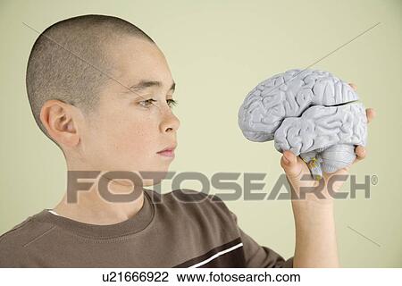 Boy looking at human brain model View Large Photo Image Stock Image - Boy looking at human brain model. Fotosearch