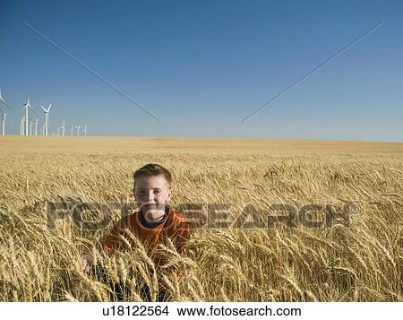 Picture - Boy sitting in tall wheat field on wind farm. Fotosearch