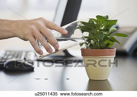 Stock Photography - Businessman watering potted plant. Fotosearch