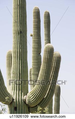 Cacti under blue sky, Arizona, United States View Large Photo Image Stock Photo - Cacti under blue sky, Arizona, United States. Fotosearch