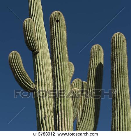 Cactus against blue sky View Large Photo Image Stock Image - Cactus against blue sky. Fotosearch