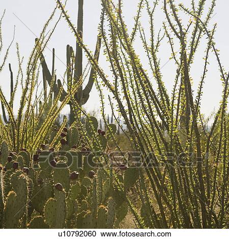 Stock Image - Cactus and desert plants, Saguaro National Park, Arizona. Fotosearch