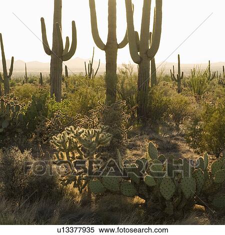 Stock Photography - Cactus and desert plants, Saguaro National Park, Arizona. Fotosearch
