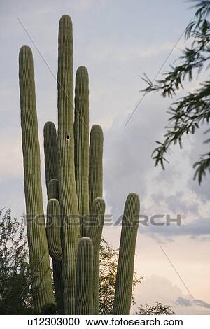Stock Image - Cactus at sunset, Arizona, United States. Fotosearch