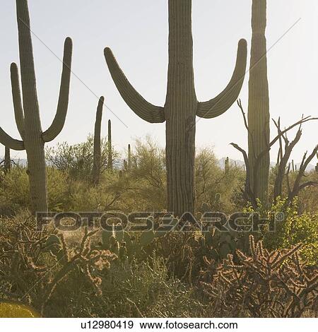 Stock Photo - Cactus plants, Saguaro National Park, Arizona. Fotosearch