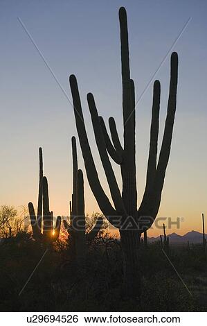 Cactus plants, Saguaro National Park, Arizona View Large Photo Image Stock Photograph - Cactus plants, Saguaro National Park, Arizona. Fotosearch