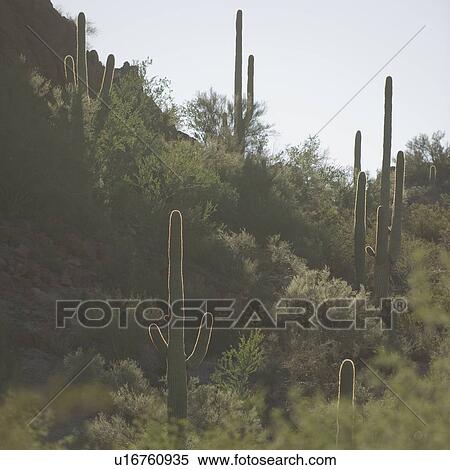 Cactus plants, Saguaro National Park, Arizona View Large Photo Image Stock Photography - Cactus plants, Saguaro National Park, Arizona. Fotosearch