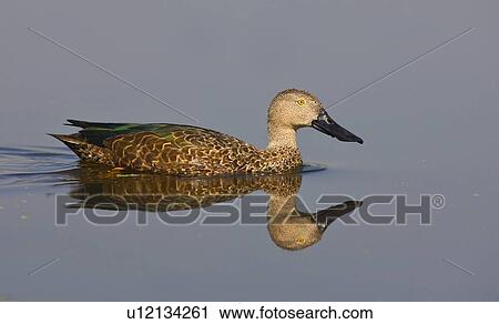 Stock Image - Cape Shoveler swimming in water, Marievale Bird Sanctuary, South Africa. Fotosearch