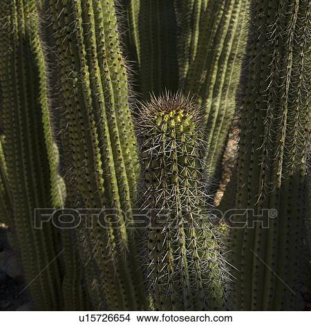Picture - Cardon Cactus. Fotosearch