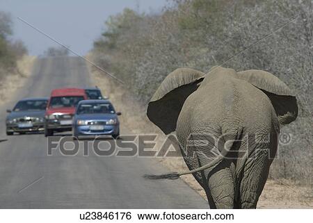 Stock Photograph - Cars stopping to watch elephant on road. Fotosearch