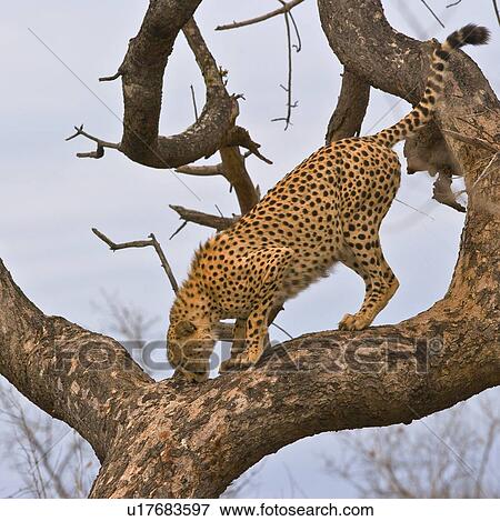 Stock Photo - Cheetah in tree, Greater Kruger National Park, South Africa. Fotosearch