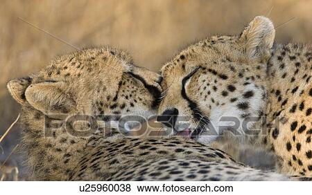 Cheetahs cleaning each other View Large Photo Image Stock Photo - Cheetahs cleaning each other. Fotosearch