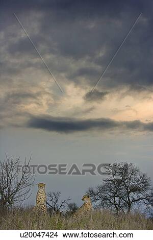 Picture - Cheetahs in tall grass, Greater Kruger National Park, South Africa. Fotosearch