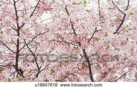 Stock Photo - Cherry blossoms on branches. Fotosearch