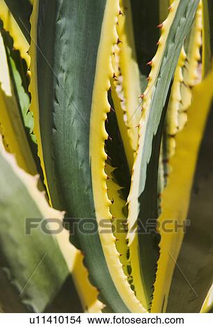 Close up of agave cactus plant View Large Photo Image Picture - Close up of agave cactus plant. Fotosearch