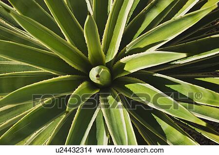 Picture - Close up of agave cactus plant. Fotosearch