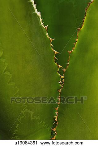 Stock Image - Close up of agave cactus plant. Fotosearch