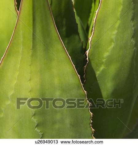 Close up of agave cactus plant View Large Photo Image Stock Image - Close up of agave cactus plant. Fotosearch