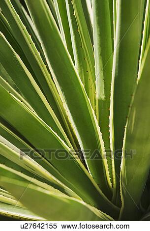 Close up of agave cactus plant View Large Photo Image Stock Photography - Close up of agave cactus plant. Fotosearch