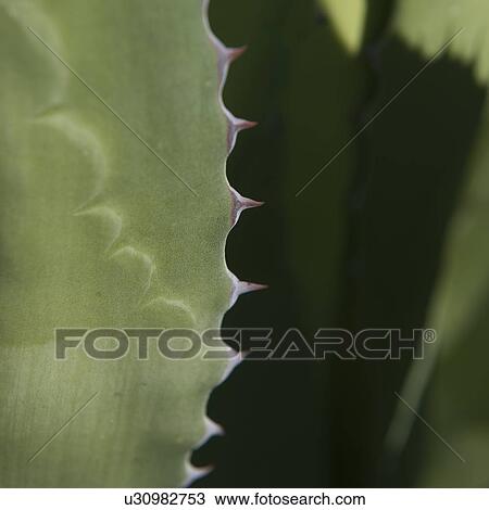 Close up of agave plant View Large Photo Image Stock Image - Close up of agave plant. Fotosearch