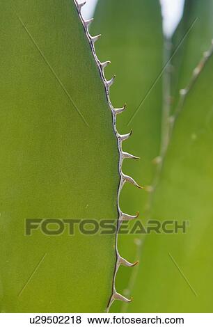 Stock Photo - Close up of agave plant. Fotosearch