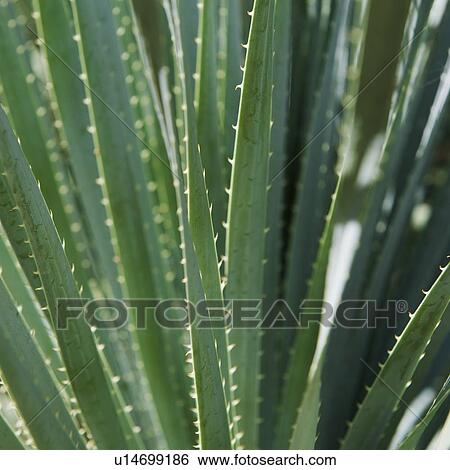 Close up of agave plant View Large Photo Image Stock Photograph - Close up of agave plant. Fotosearch