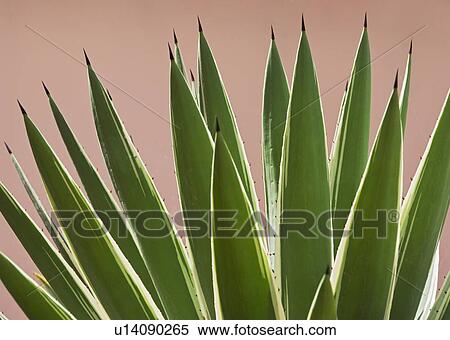 Close up of agave plant View Large Photo Image Stock Photography - Close up of agave plant. Fotosearch