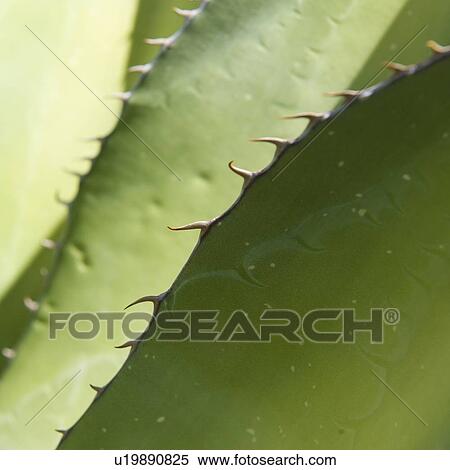 Stock Photography - Close up of agave plant. Fotosearch