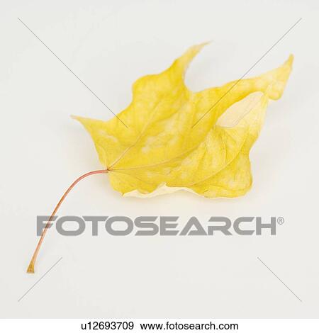 Stock Photo - Close up of autumn leaf. Fotosearch