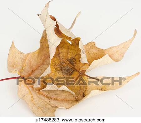 Stock Image - Close up of autumn leaves. Fotosearch