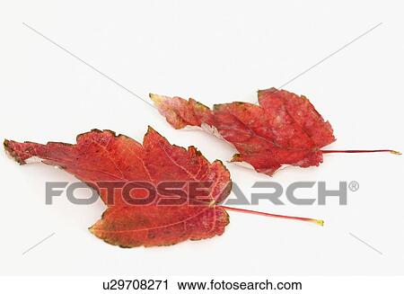 Stock Image - Close up of autumn leaves. Fotosearch