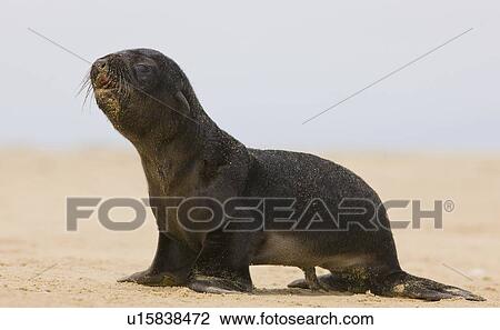Stock Image - Close up of baby South African Fur Seal, Namibia, Africa. Fotosearch