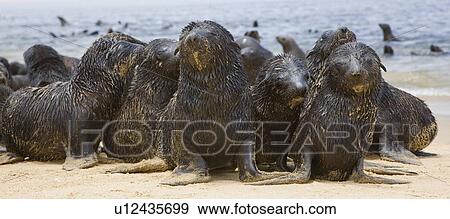 Stock Photo - Close up of baby South African Fur Seals, Namibia, Africa. Fotosearch
