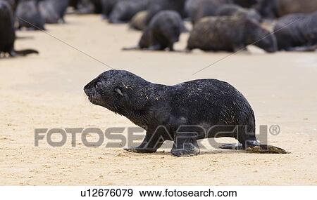 Close up of baby South African Fur Seal, Namibia, Africa View Large Photo Image Stock Photo - Close up of baby South African Fur Seal, Namibia, Africa. Fotosearch