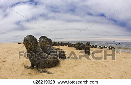 Close up of baby South African Fur Seals, Namibia, Africa View Large Photo Image Stock Photo - Close up of baby South African Fur Seals, Namibia, Africa. Fotosearch