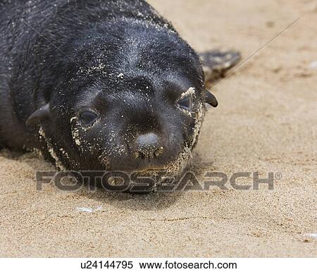 Close up of baby South African Fur Seal, Namibia, Africa View Large Photo Image Stock Photography - Close up of baby South African Fur Seal, Namibia, Africa. Fotosearch