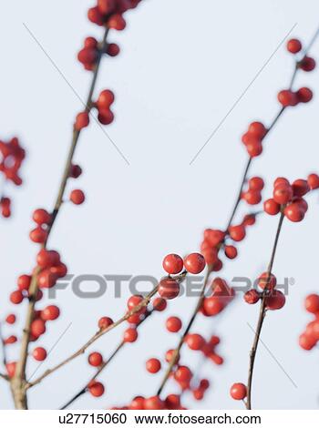 Stock Image - Close up of berries on branches. Fotosearch