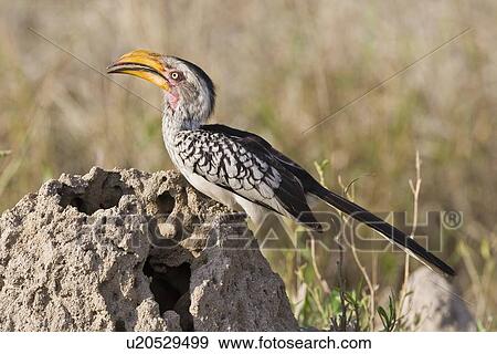 Stock Photo - Close up of bird, Greater Kruger National Park, South Africa. Fotosearch